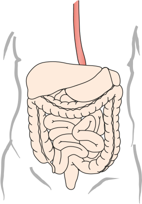 Spiserøret (øsofagus)