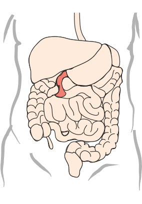 Tolvfingertarmen (duodenum)